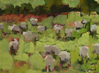 Grazing Sheep